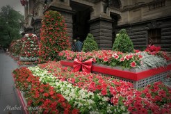 Christmas Flowers, Melbourne Town Hall, Melbourne